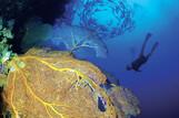 Mikronesien - Palau - Unterwasserwelt