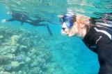 Hamata - Lahami Bay Beach Resort, Schnorcheln am Hausriff