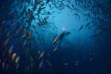 Bohol - Anda - Magic Oceans Dive Resort - Stachelmakrelenschwarm