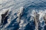 Cebu - Dolphin House, Unterwasser