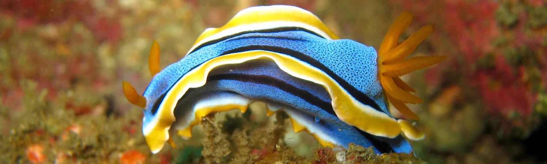 © Coco Divers