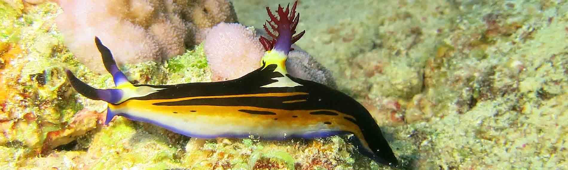 © Lagona Divers