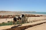 Dakhla Süd - Heliophora Ecolodge, Blick Lagune