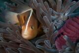 Tansania Pemba Unterwasserwelt © Manta Resort - Clownfish