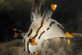 Sali Bay , Unterwasserwelt © Roberta Piredda