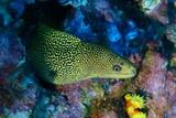 Kapverden - Unterwasser © Eco Dive