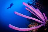 Bonaire - Unterwasserwelt, © Buddy Dive Resort