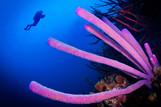 Bonaire -  Unterwasserwelt, © Buddy Dive Resort