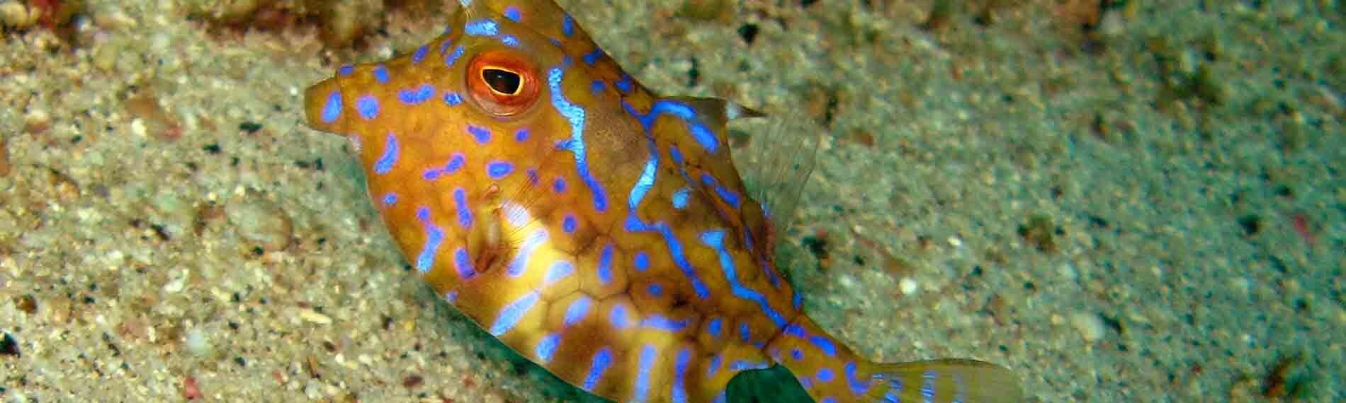 © Coco Divers