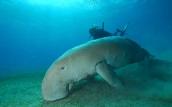 Unterwasserwelt Marsa Alam © Orca Dive Club Tulip