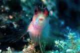 Türkei - MSY Okyanus, Unterwasserwelt © jdive