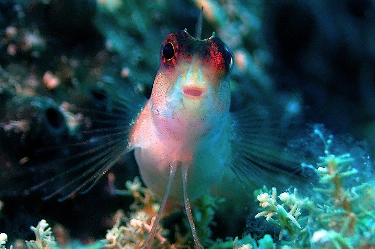 Türkei - MSY Okyanus, Unterwasserwelt © jdive