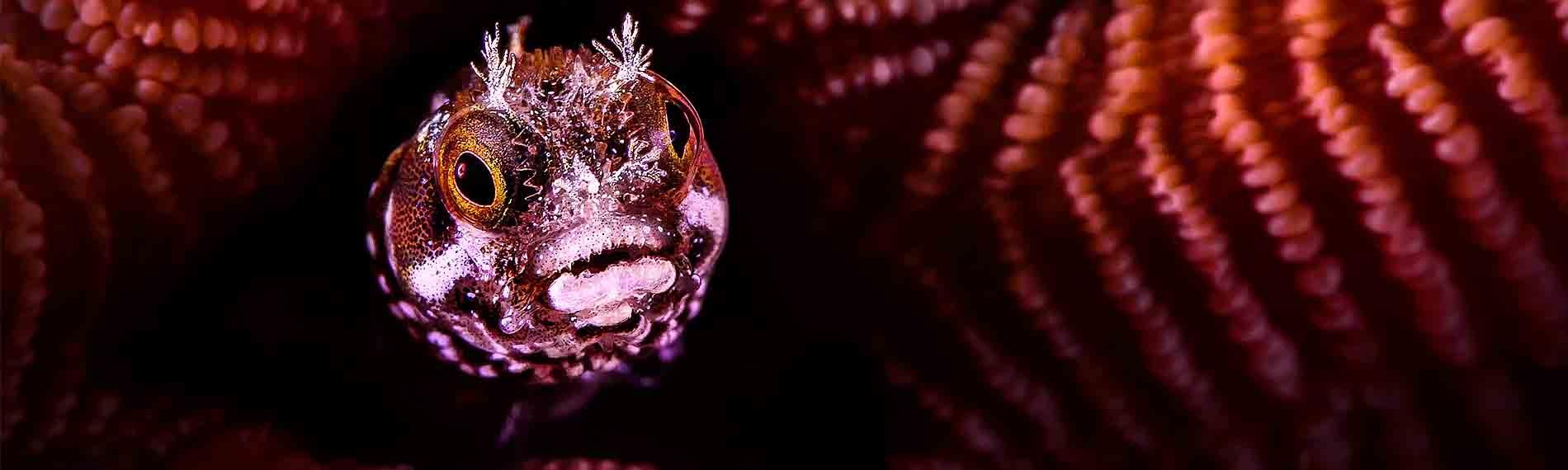 © Buddy Dive Resort