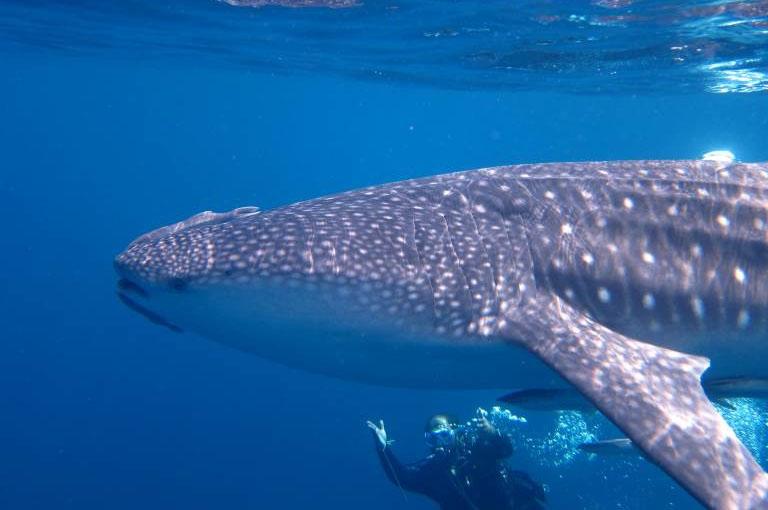 Oman Sifah Unterwasserimpressionen © Extra Divers