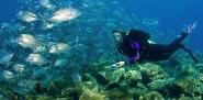 Bali -Unterwasserwelt © Tauch Terminal