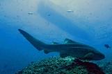 Mirbat Unterwasserimpressionen © Extra Divers, Barney