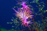 Türkei - MSY Okyanus, Unterwasserwelt © jdive