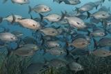 Tobago - Unterwasserwelt © Norbert Probst