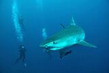 Südafrika - African Dive Adventures - Tigerhai-Tauchgang