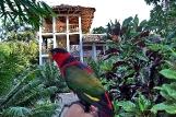 Sulawesi - Mangga Lodge