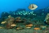 Madeira - Unterwasser © Manta Diving