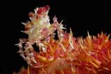 Nordsulawesi - Murex Manado - Coral Candy Crab