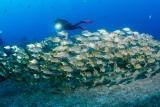 Madeira - Manta Diving - Unterwasser Highlights