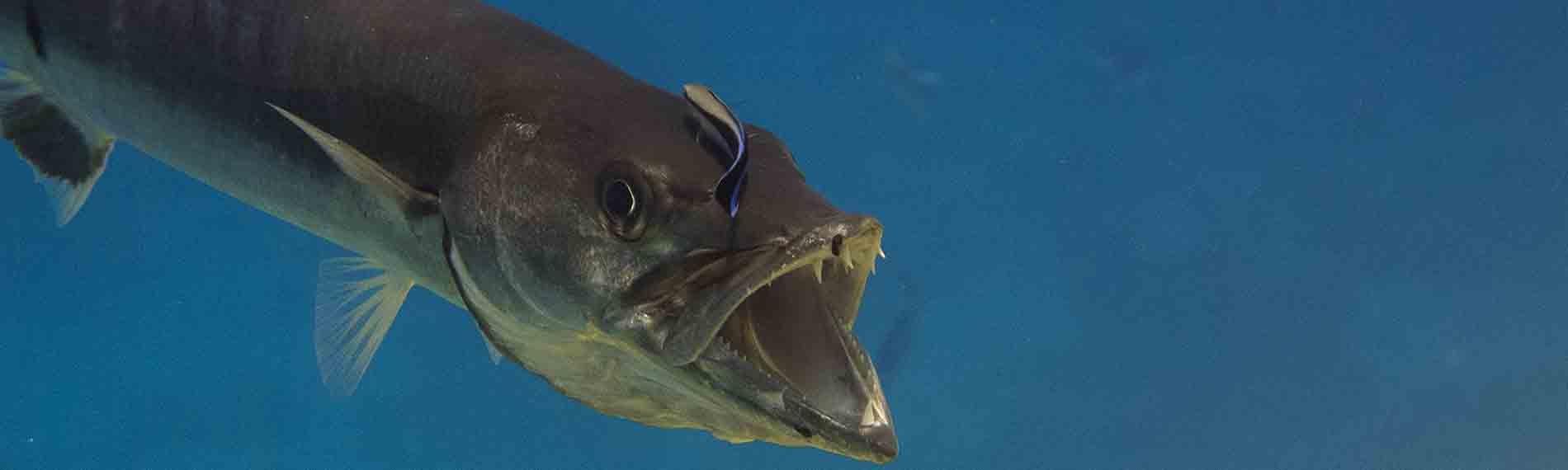 © Orca Dive Club