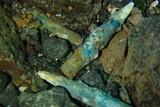 Kapverden - Unterwasser © Eco Dive