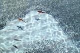 Malediven - ROBINSON Club Maldives, Fische