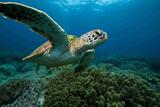Negros - Atmosphere Resort - Schildkröte vor Apo Island