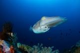 Lembeh Resort Unterwasserimpressionen