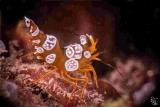 Bali KarangDivers Unterwasser(2)