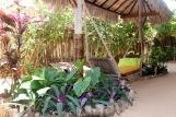 Jericoacoara - Ibiscus, chill-out