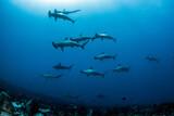 Südafrika - African Dive Adventures - Hammerhaie an den Protea Banks
