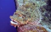 Unterwasserwelt El Gouna © ORCA Dive Club