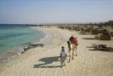 Marsa Alam - Shams Alam, Kamel am Strand