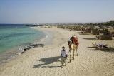 Marsa Alam - Shams Alam, Kamel am Strand