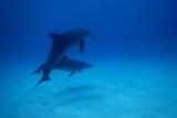 Tansania-Zanzibar-Unterwasser DivePoint-Dolphins-2020