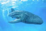Philippinen - Bohol - Magic Oceans Dive Resort - Walhai