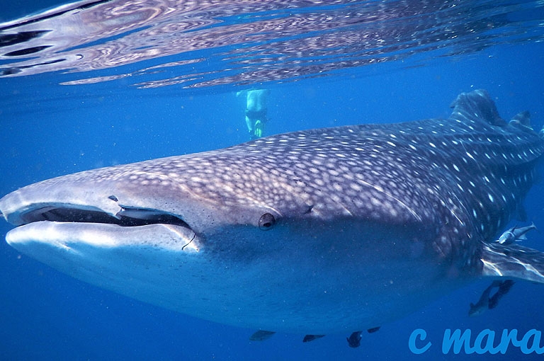 Oman Mirbar Unterwasserimpressionen © Extra Divers, C Mara