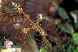 Gangga Island - Ornate Gosth Pipe Fish