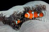 Osttimor - Dive Timor Lorosae - Clownfish