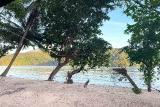 Lembeh - White Sands Beach Resort, Strand