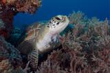 Tansania-Zanzibar-Unterwasser DivePoint-Turtle-2020