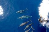 Maluku Explorer - von Delfinen begleitet