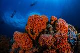 Lembeh Resort Unterwasserimpressionen