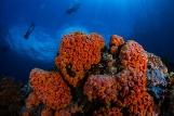 Lembeh Resort Unterwasserimpressionen