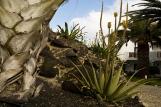 Fuerteventura Nord - Bristol Playa, Garten