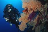 Soma Bay - Unterwasserwelt